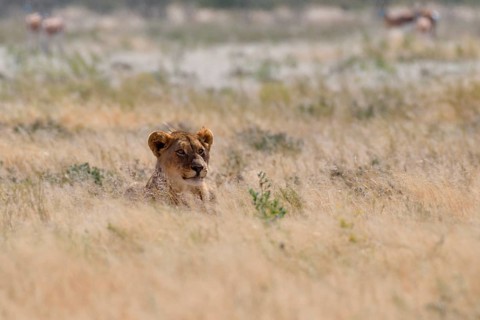 African lion