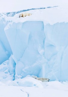 Polar bears