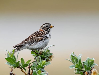 Lapland Bunting