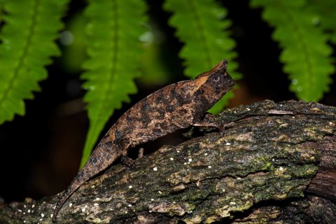 Earth Chameleon