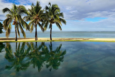 Palms