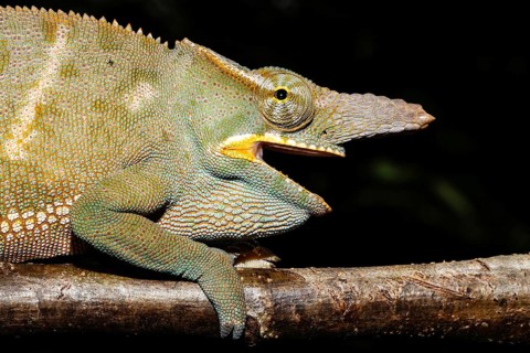 Male two-horned chameleon