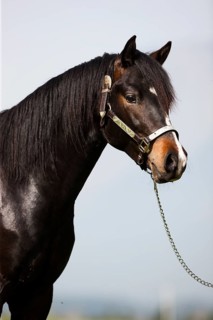 Brown Morgan stallion with show halter