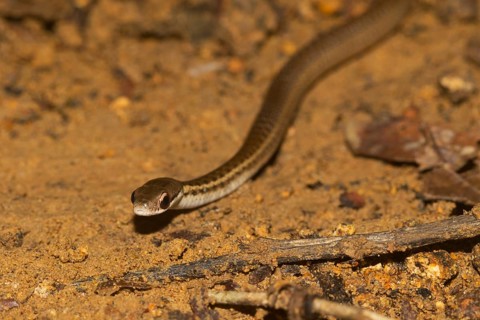 Yellow-striped water snake