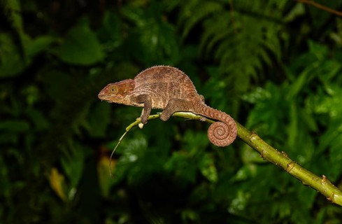 Cryptic chameleon