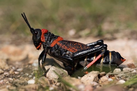 Gaudy grasshopper