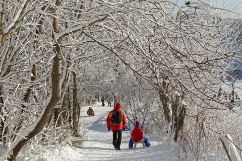 Walkers and sledders under snowy trees