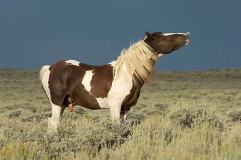 Mustang