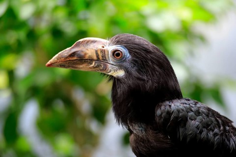 Visayan hornbill