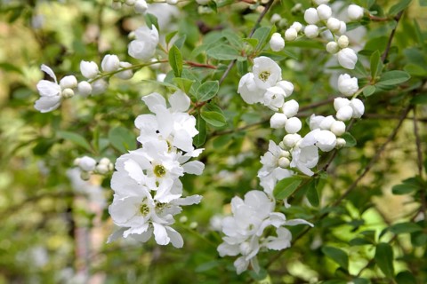 Pearl Bush