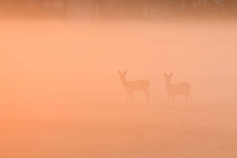 European roe deers