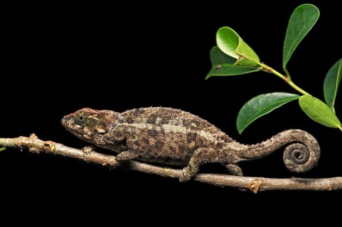 Short-horn chameleon