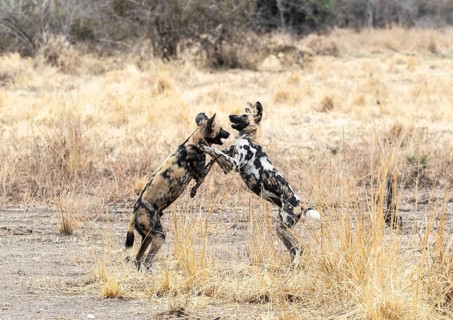 A pair of African wild Dogs