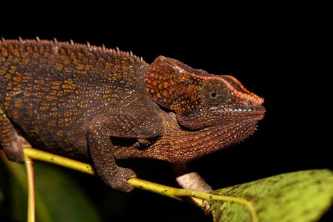 Female short-horned chameleon