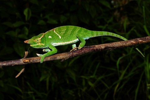 Male two-horned chameleon