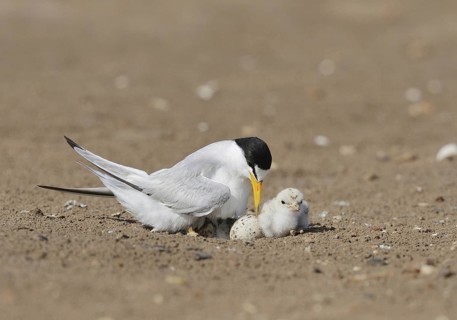 Least Terns