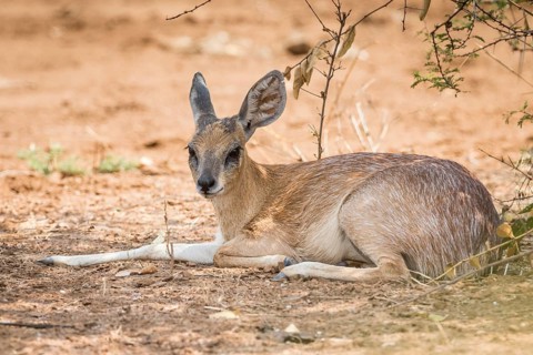 Sharpe's grysbok