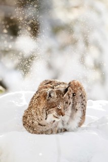 Eurasian lynx