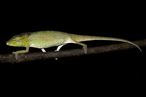 Glaw's Chameleon