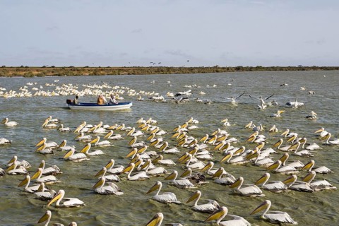 Tourist boat passing by flock of Great White Pelicans