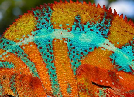 Skin of a panther chameleon