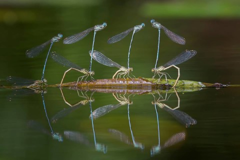 Blue featherleg