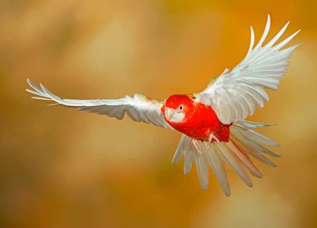 Eastern rosella