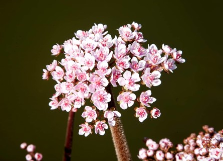 Flowering rush