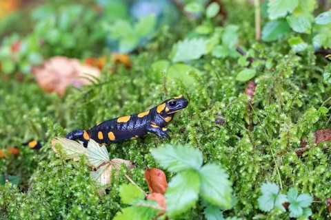 Fire salamander