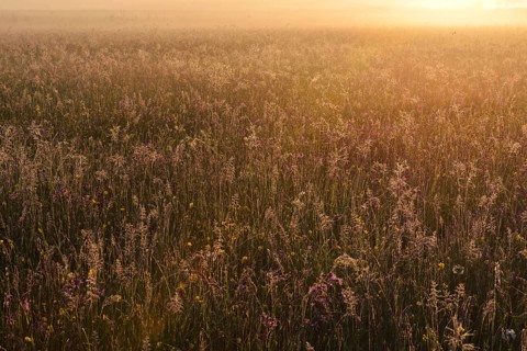 Meadow in the morning light