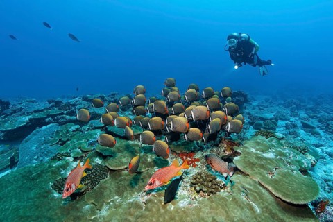 Diver