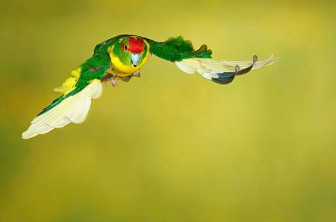Red-crowned parakeet or red-fronted parakeet
