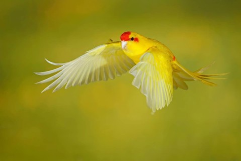 Red-crowned parakeet or red-fronted parakeet