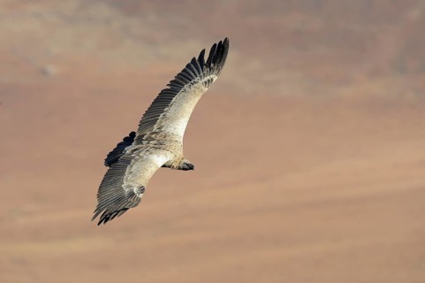 Cape vulture