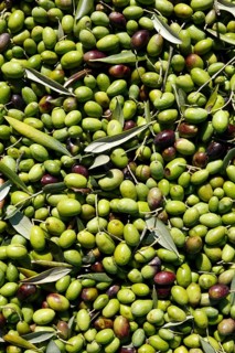 Ripe olives