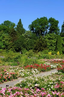 Flowering roses in the rose garden