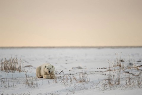 Polar bear