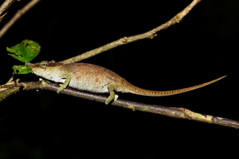 Chameleon
