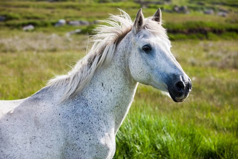 Connemara pony