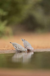 Common Ground Doves