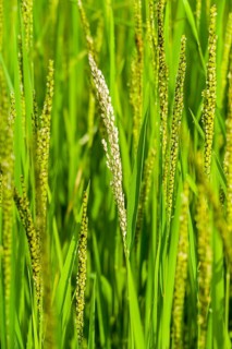 Rice panicles are growing high