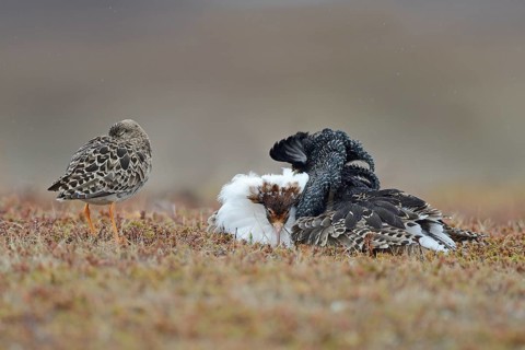 Ruffs and reeve