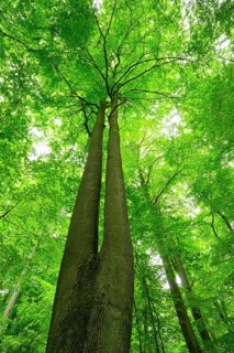 Untouched beech forest