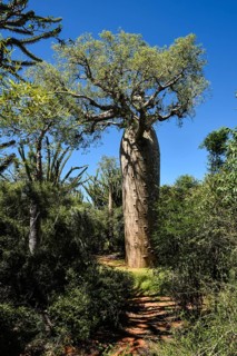 Baobab