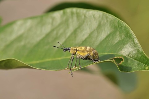 Weevil