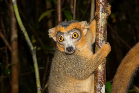 Crowned lemur