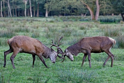 Red deer