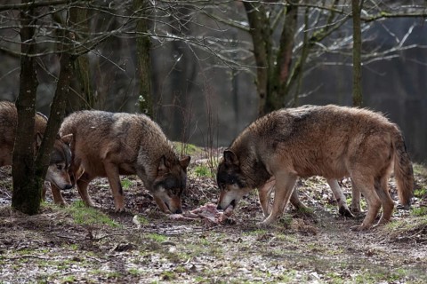 Two wolves