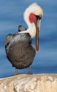 Brown Pelican