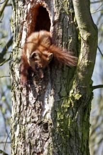 European pine marten